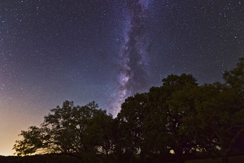 Framed Milky Way Above LiveOoak and Mesquite Trees Print