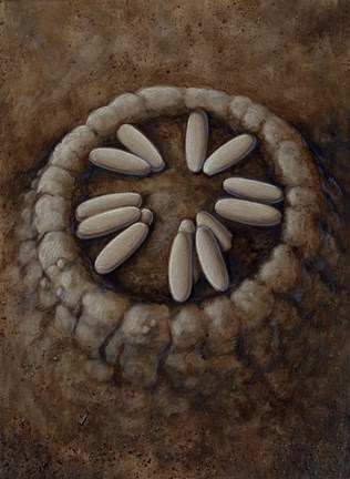 Framed Nest of Oviraptor Dinosaur Eggs Print