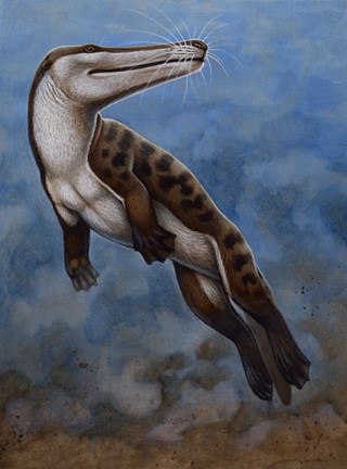 Framed Ambulocetus Natans Print