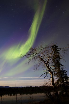 Framed Aurora Borealis over the Yukon River, Whitehorse, Canada Print