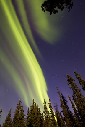 Framed Aurora Borealis with Trees, Whitehorse, Canada Print