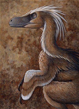 Framed Velociraptor, a Dromaeosaurid dinosaur of the Cretaceous Period Print