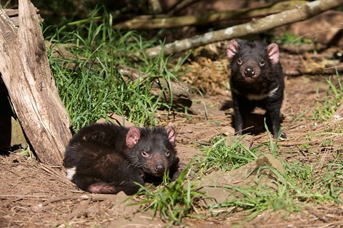 Framed Pair of Tasmanian Devils Print