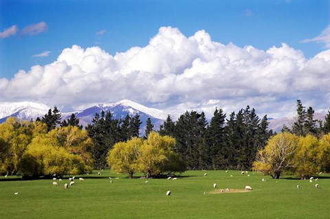 Framed Farmland in Southland, South Island, New Zealand Print