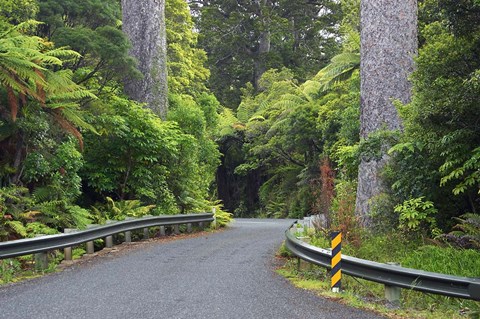 Framed Road between Kauri Trees, Waipoua Kauri Forest, Northland, New Zealand Print