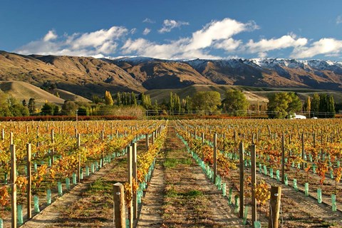Framed Vineyard and Pisa Range, Cromwell, Central Otago, South Island, New Zealand Print