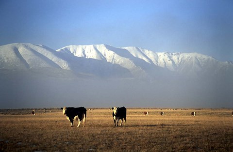 Framed Cows and Hawkdun Range, Maniototo, Central Otago Print