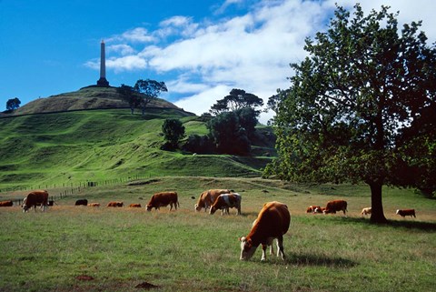 Framed Cows, One Tree Hill, Auckland Print