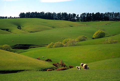 Framed Farmland Near Clinton, New Zealand Print