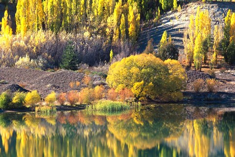 Framed Autumn Colours, Lake Dunstan, Central Otago, New Zealand Print
