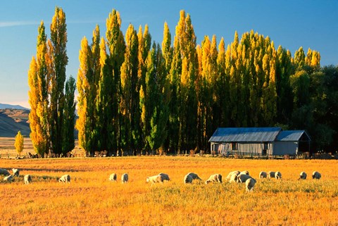 Framed Farmland, Maniototo, Central Otago, New Zealand Print