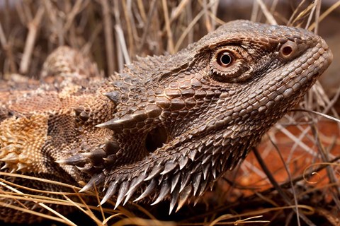 Framed Australia, Central Bearded Dragon lizard, outback Print