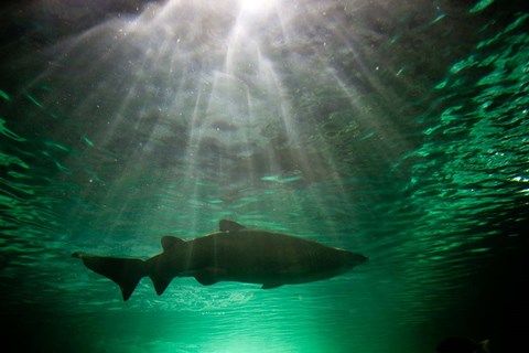 Framed Australia, NSW, Sydney, Gray Nurse Shark tank Print