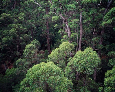 Framed Eucalyptus Forest, Walpole-Nornalup NP, Western Australia, Australia Print