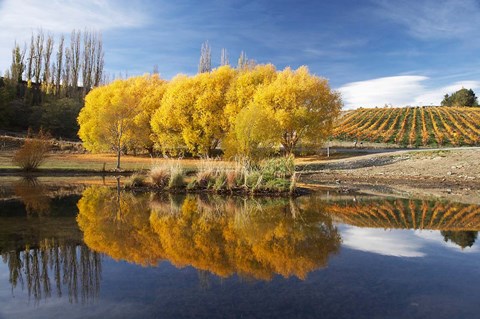 Framed Autumn Vineyard, Bannockburn Inlet, Lake Dunstan, Central Otago, South Island, New Zealand Print