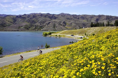 Framed Californian Poppies and Cyclists, Lake Dunstan, South Island, New Zealand Print