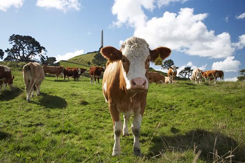 Framed Cows And Obelisk, One Tree Hill Domain, Auckland, North Island, New Zealand Print