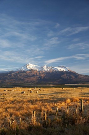 Framed Farm Scene, Mt Ruapehu, North Island, New Zealand Print