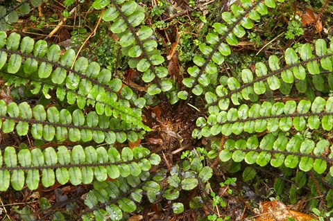 Framed Ferns near Lake Moeraki, West Coast, South Island, New Zealand Print
