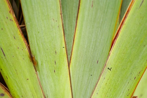 Framed Flax Detail, West Coast, South Island, New Zealand Print