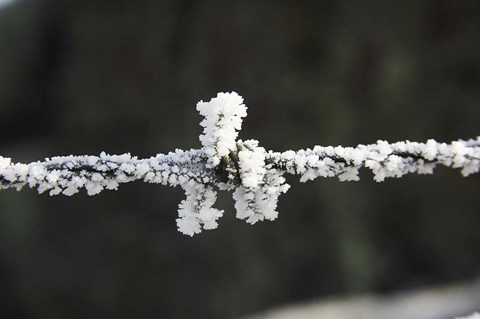 Framed Frosty Barbed Wire, Otago, South Island, New Zealand Print