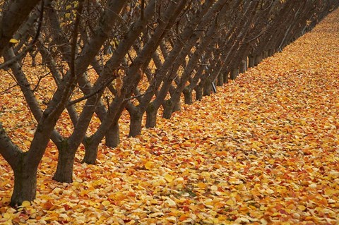 Framed Orchard, Cromwell, Central Otago, South Island, New Zealand Print