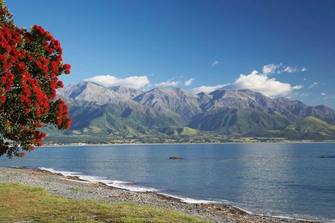 Framed Pohutukawa Tree, Marlborough, South Island, New Zealand Print