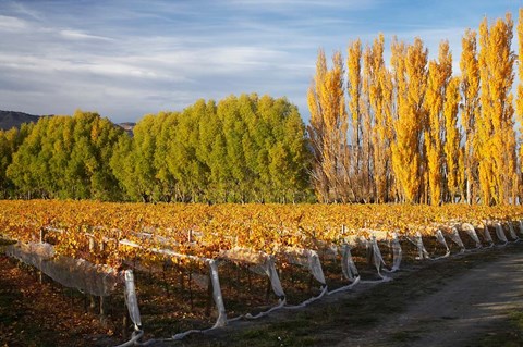 Framed Silver Tussock Vineyard, Central Otago, South Island, New Zealand Print