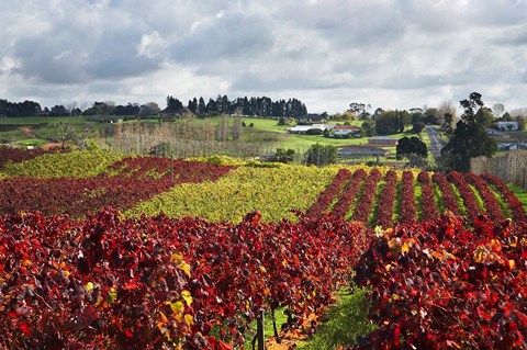 Framed Vineyard, Te Kauwhata, Waikato, North Island, New Zealand Print