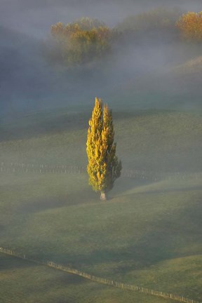 Framed Poplar Tree, Countryside, North Island New Zealand Print