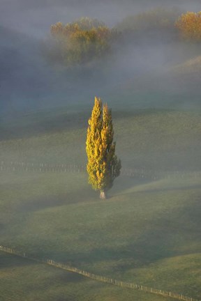 Framed Poplar Tree, Countryside, North Island New Zealand Print