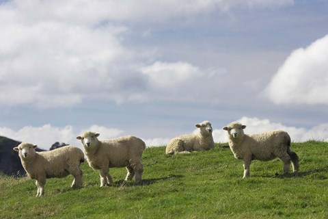 Framed Sheep And Farmland, Rangitikei District, Central North Island, New Zealand Print