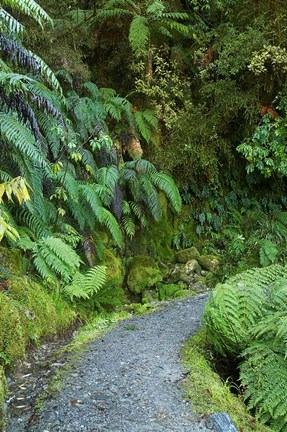 Framed Ferns and Path, Lake Matheson, South Island, New Zealand Print
