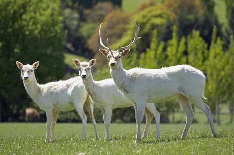 Framed White Fallow Deer, near Queenstown, Otago, South Island, New Zealand Print
