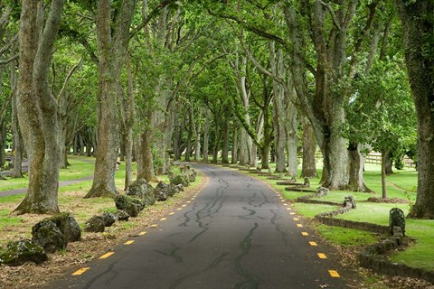 Framed Twin Oaks Drive, Paths, North Island, New Zealand Print