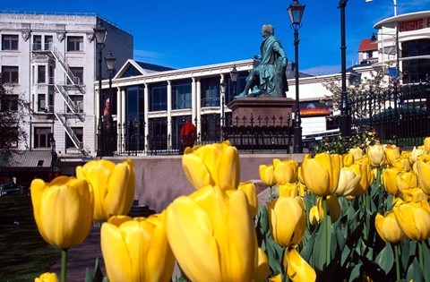 Framed Yellow tulips, Octagon, Dunedin, New Zealand Print