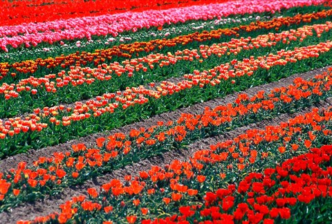 Framed Tulip Fields, Tapanui, Southland, New Zealand Print