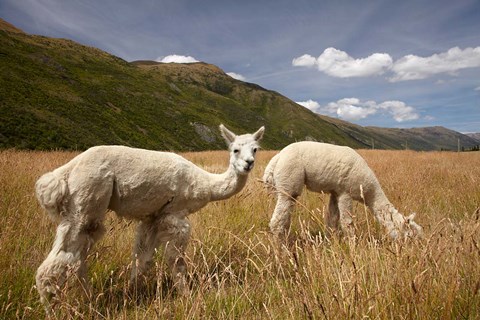 Framed Alpacas by Gibbston River Trail, Gibbston Valley, Southern Lakes District, South Island, New Zealand Print