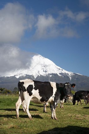 Framed Dairy Cows, Farm animals, Taranaki, New Zealand Print