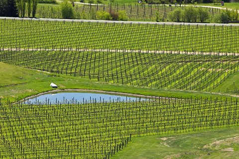 Framed Felton Road Vineyard, South Island, New Zealand Print