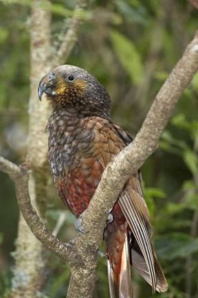 Framed Kaka, Tropical Bird, Pukaha Mount Bruce, New Zealand Print