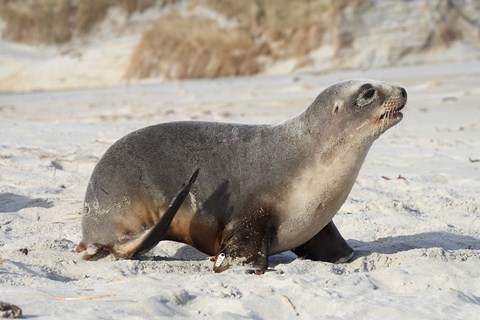 Framed New Zealand Sea Lion Pup, Sandfly Bay, Dunedin Print