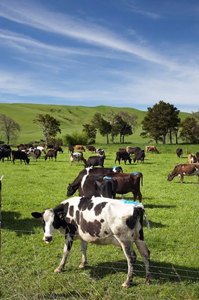 Framed New Zealand, North Island, Dairy Cows, Farm animal Print