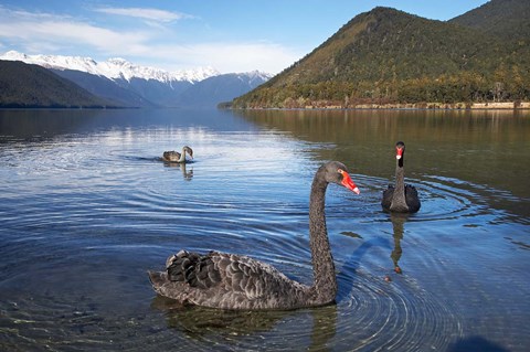 Framed New Zealand, South Island, Nelson Lakes, Black Swan birds Print