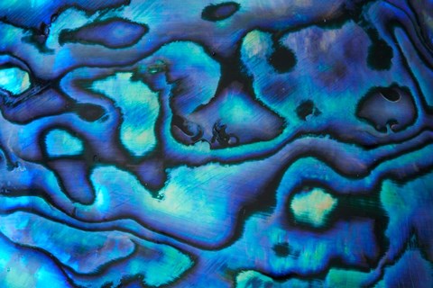 Framed Pattern of Paua Shell, New Zealand Print