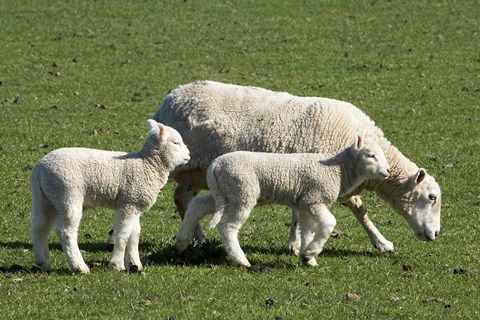Framed Sheep and Lambs, near Dunedin, Otago, South Island, New Zealand Print