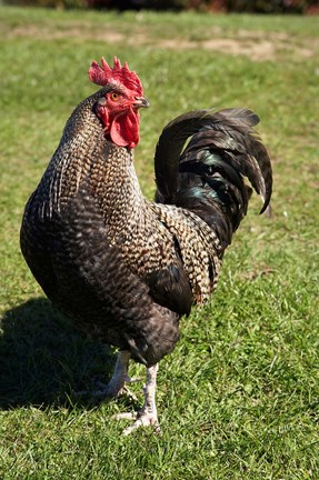 Framed Wild Chicken, Farm animal, Port Chalmers, New Zealand Print
