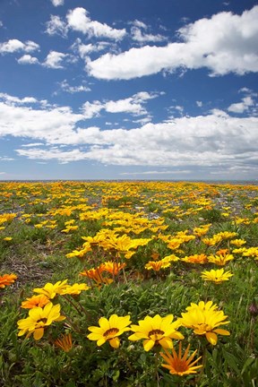 Framed Wildflowers, Marine Parade, Napier Waterfront, Hawkes Bay, North Island, New Zealand Print