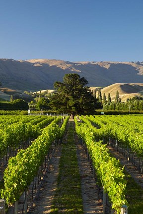Framed Wooing Tree Vineyard, Cromwell, Central Otago, South Island, New Zealand Print