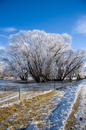 Framed Hoar Frost, Oturehua, South Island, New Zealand Print